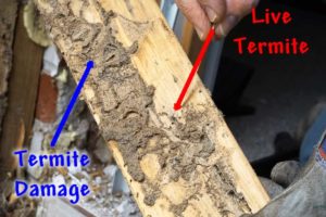 Termite Treatment Services