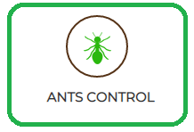 Ants Control Services